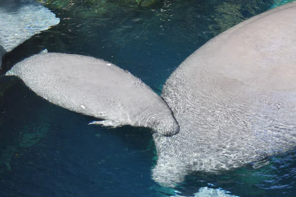 Florida Manatee - Trichechus manatus latirostris — Stock Photo, Image