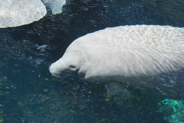 Florida Manatee - Trichechus manatus latirostris — Stock Photo, Image