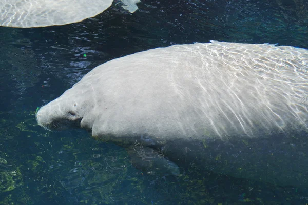 Florida Manatee - Trichechus manatus latirostris — Stock Photo, Image