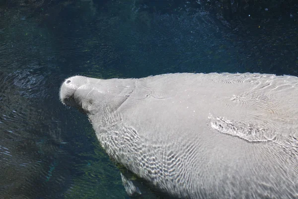 Florida Manatee - Trichechus manatus latirostris — Stock Photo, Image