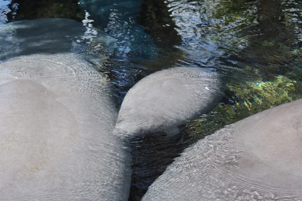 Florida Manatee - Trichechus manatus latirostris — Foto Stock