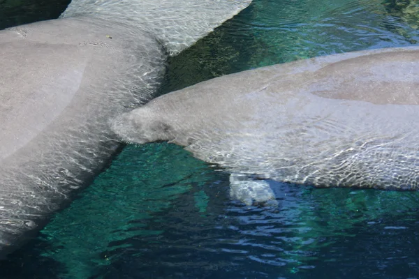 Florida Manatee - Trichechus manatus latirostris — Foto Stock