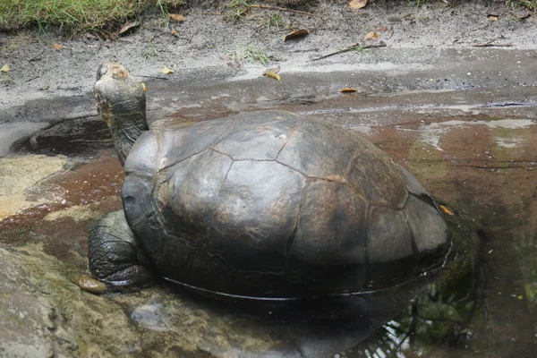 Galapagos sköldpadda - Chelonoids nigra — Stockfoto