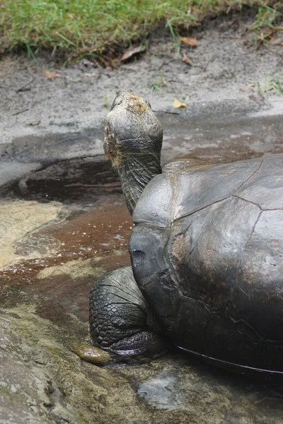 Tortue des Galapagos - Chelonoïdes nigra — Photo