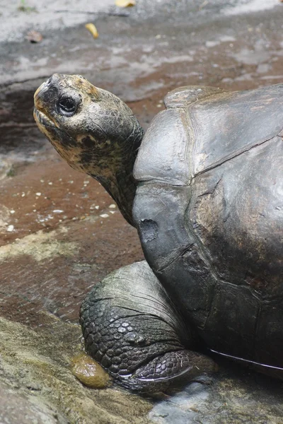 Galapagos Tortoise - Chelonoids nigra — Stock Photo, Image