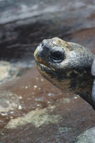 Tortue des Galapagos - Chelonoïdes nigra — Photo