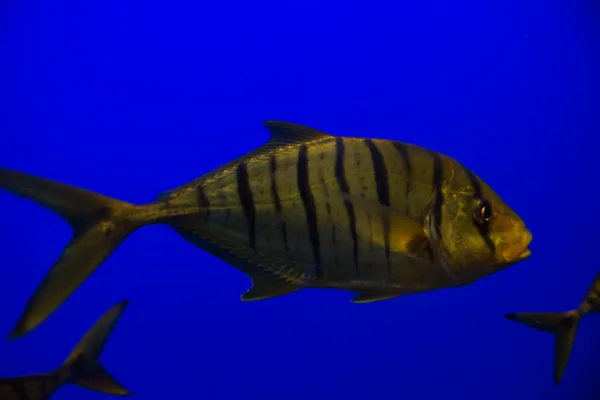 Golden Trevally - Gnathanodon speciosus — Stock Photo, Image