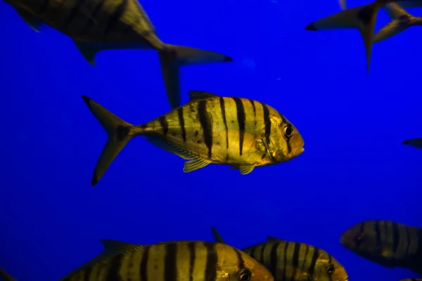 Golden Trevally - Gnathanodon speciosus — Stock Photo, Image