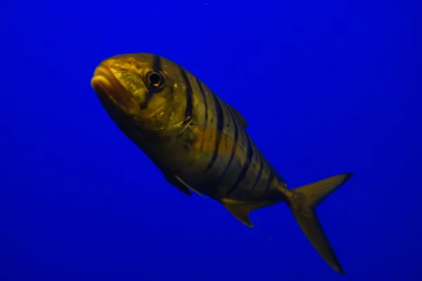 Trevally dourado - Gnathanodon speciosus — Fotografia de Stock