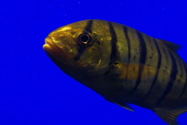 Golden Trevally - Gnathanodon speciosus — Stock Photo, Image