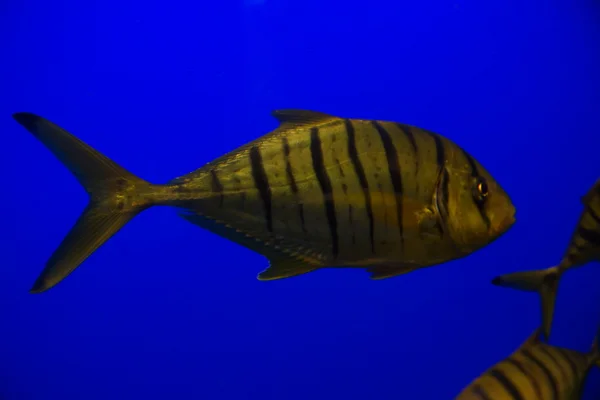 Golden Trevally Gnathanodon speciosus — Stok Foto