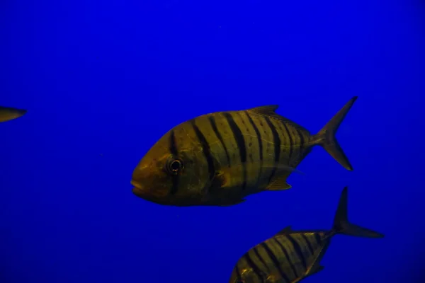 Golden Trevally - Gnathanodon speciosus - Stock-foto