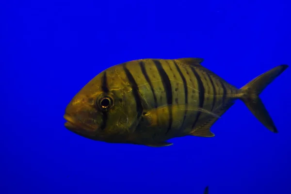 Golden Trevally Gnathanodon speciosus — Stok Foto