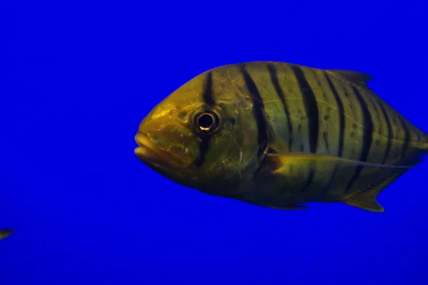 Golden Trevally Gnathanodon speciosus — Stok Foto