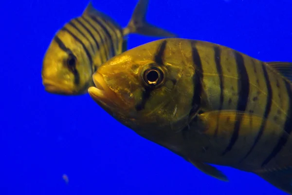 Golden Trevally Gnathanodon speciosus — Stok Foto