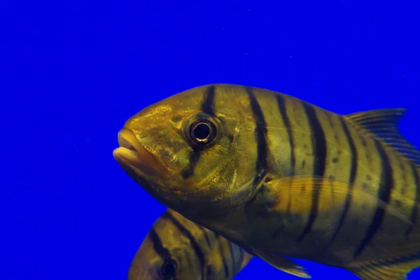 Golden Trevally Gnathanodon speciosus — Stok Foto