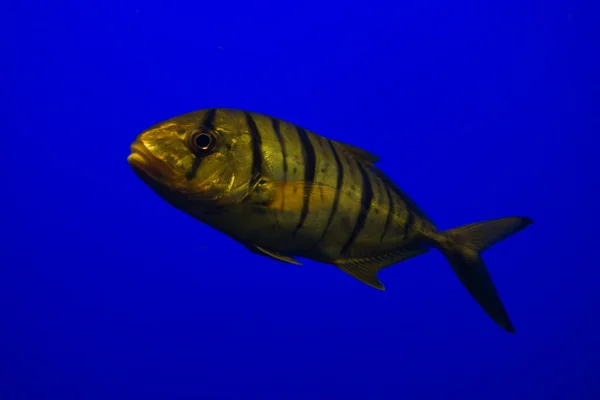 黄金鲹鱼-Gnathanodon 大林 — 图库照片