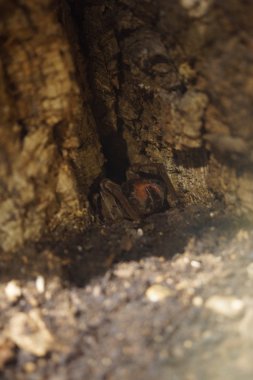 Goliath kuş yiyen örümcek - Theraphosa blondi