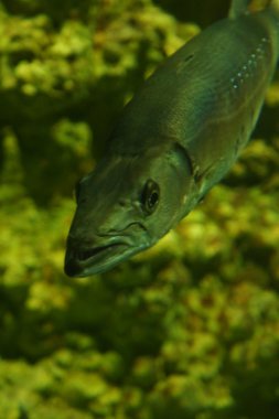 Büyük Barracuda - Sphyraena barracuda