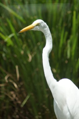 Büyük ak balıkçıl - Ardea alba