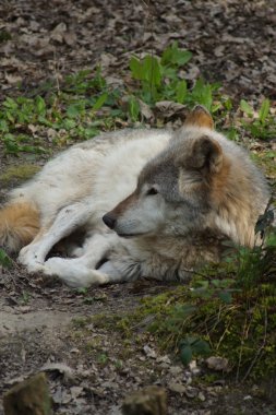 Gri kurt - Canis lupus