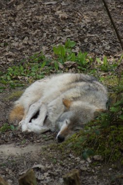 Gri kurt - Canis lupus