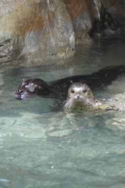 Liman Seal - Phoca vitulina