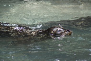 Liman Seal - Phoca vitulina