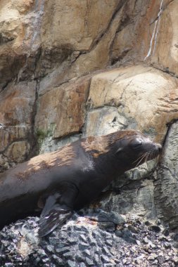 Liman Seal - Phoca vitulina