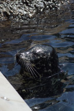 Liman Seal - Phoca vitulina
