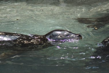 Liman Seal - Phoca vitulina