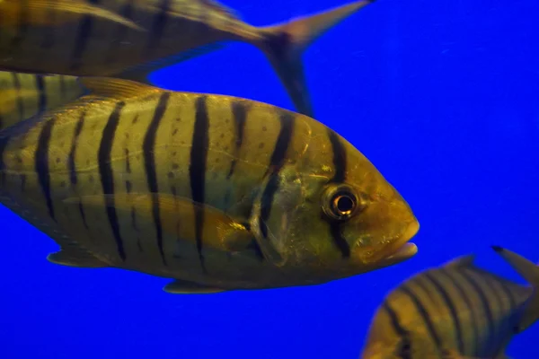 Golden Trevally Gnathanodon speciosus — Stok Foto