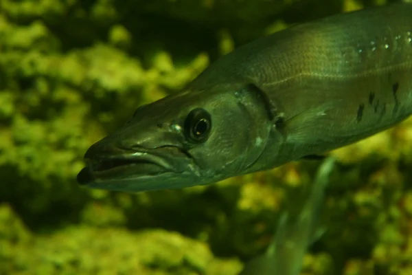 Büyük Barracuda - Sphyraena barracuda — Stok fotoğraf