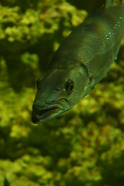 Stor Barracuda - Sphyraena barracuda — Stockfoto