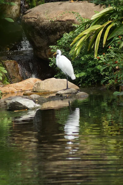 Gran garza - Ardea alba — Foto de Stock