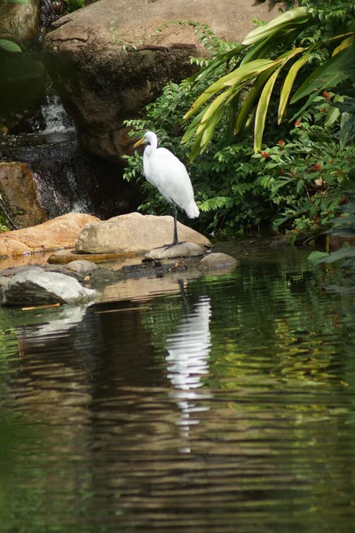 Gran garza - Ardea alba — Foto de Stock