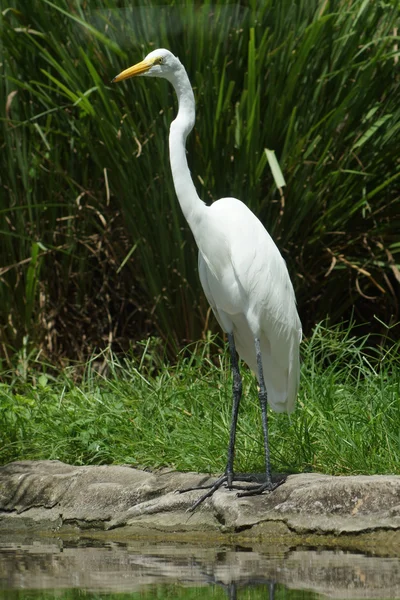 Gran garza - Ardea alba — Foto de Stock