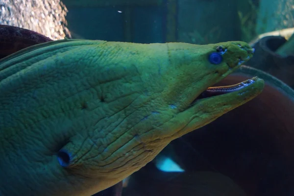 Gröna Moray - Gymnothorax funebris — Stockfoto