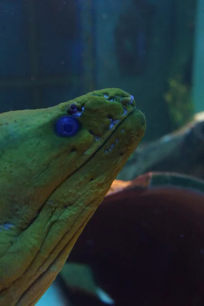 Green Moray - Gymnothorax funebris — Stock Photo, Image