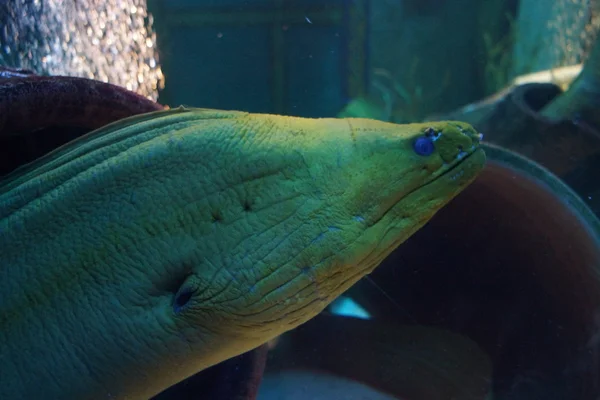 Green Moray - Gymnothorax funebris — Stock Photo, Image