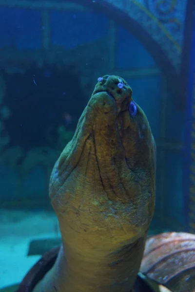 Green Moray - Gymnothorax funebris — Stock Photo, Image