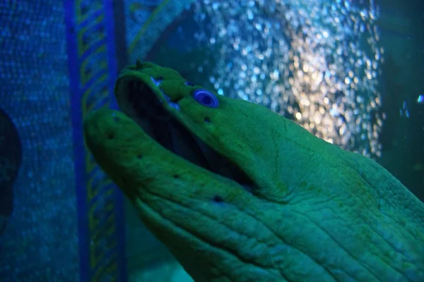 Green Moray - Gymnothorax funebris — Stock Photo, Image