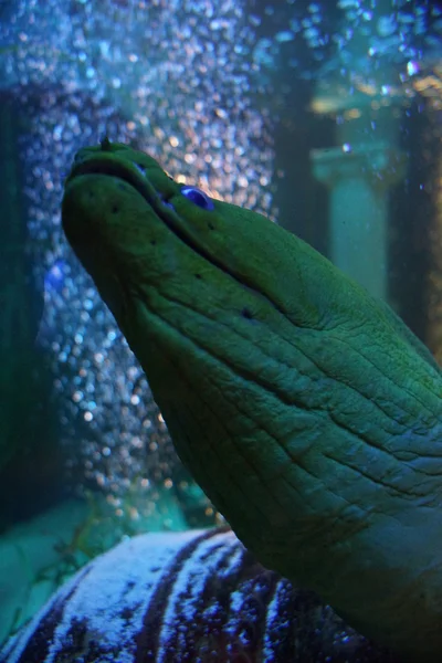 Green Moray - Gymnothorax funebris — Stock Photo, Image