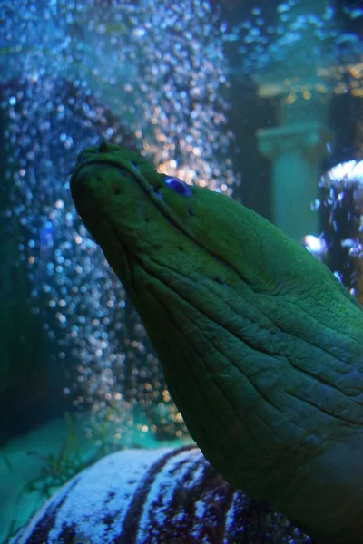 Green Moray - Gymnothorax funebris — Stock Photo, Image