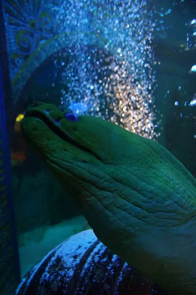 Green Moray - Gymnothorax funebris — Stock Photo, Image