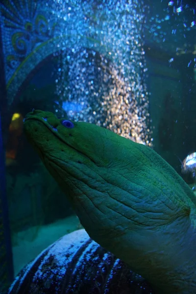 Green Moray - Gymnothorax funebris — Stock Photo, Image