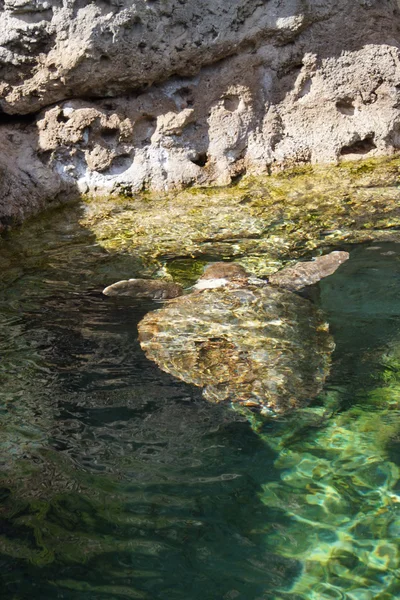Zelená Mořská želva - Chelonia mydas — Stock fotografie