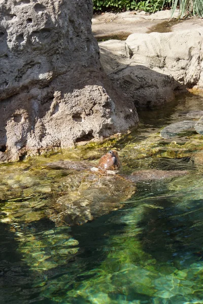 Green Sea Turtle Chelonia mydas — Stok Foto