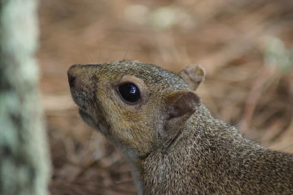 灰色松鼠-中型松鼠 carolinensis — 图库照片