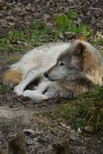 Szary wilk - Canis lupus — Zdjęcie stockowe